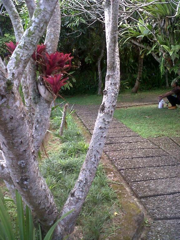 Arjana Bungalows 2 Ubud Dış mekan fotoğraf